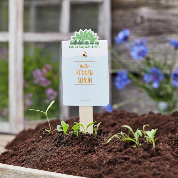 Saatgrüsse Hallo Sonnenschein - Sonnenblumenmischung für Balkon & Garten - Saatgut-Gruss für sommerliches Blütenmeer - Kleines Geschenk & Mitbringsel