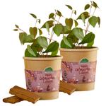 2er-Set Schönes Lebkuchenbaum Anzuchtset – Duft-Garantie: Zimt & Lebkuchen! W...